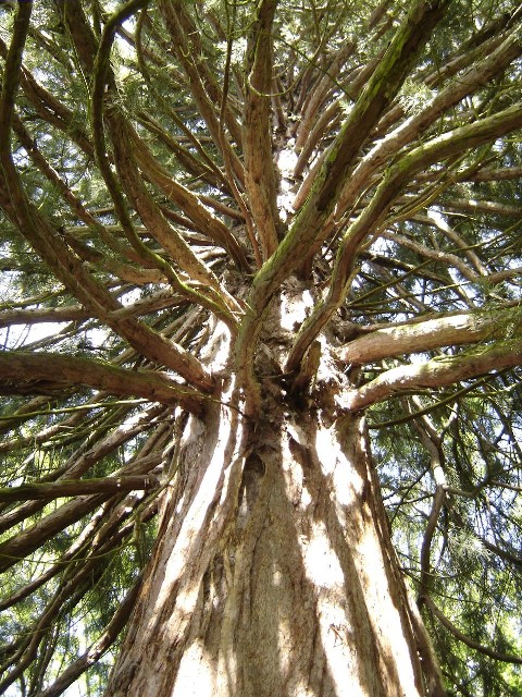 Séquoia géant à Ban sur Meurthe