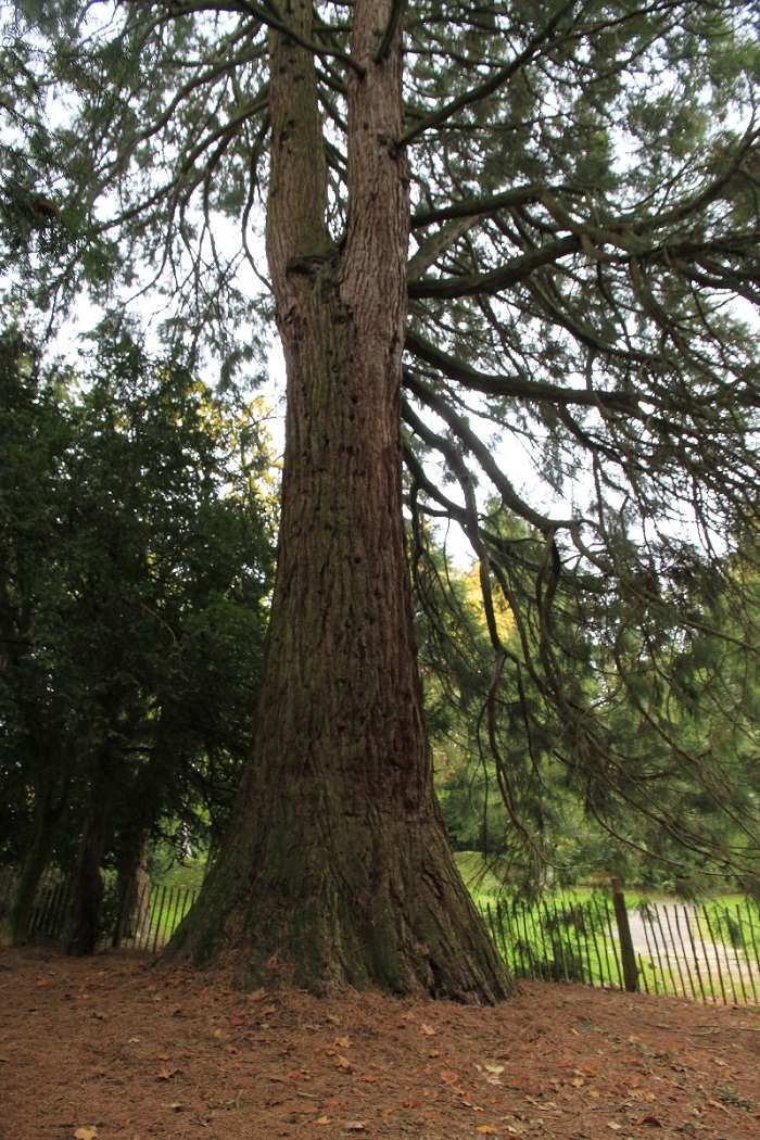 Séquoia géant à Bar le Duc