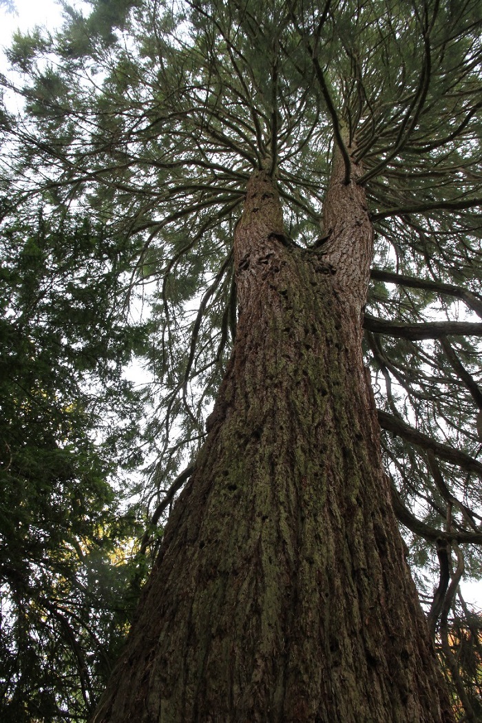Séquoia géant à Bar le Duc