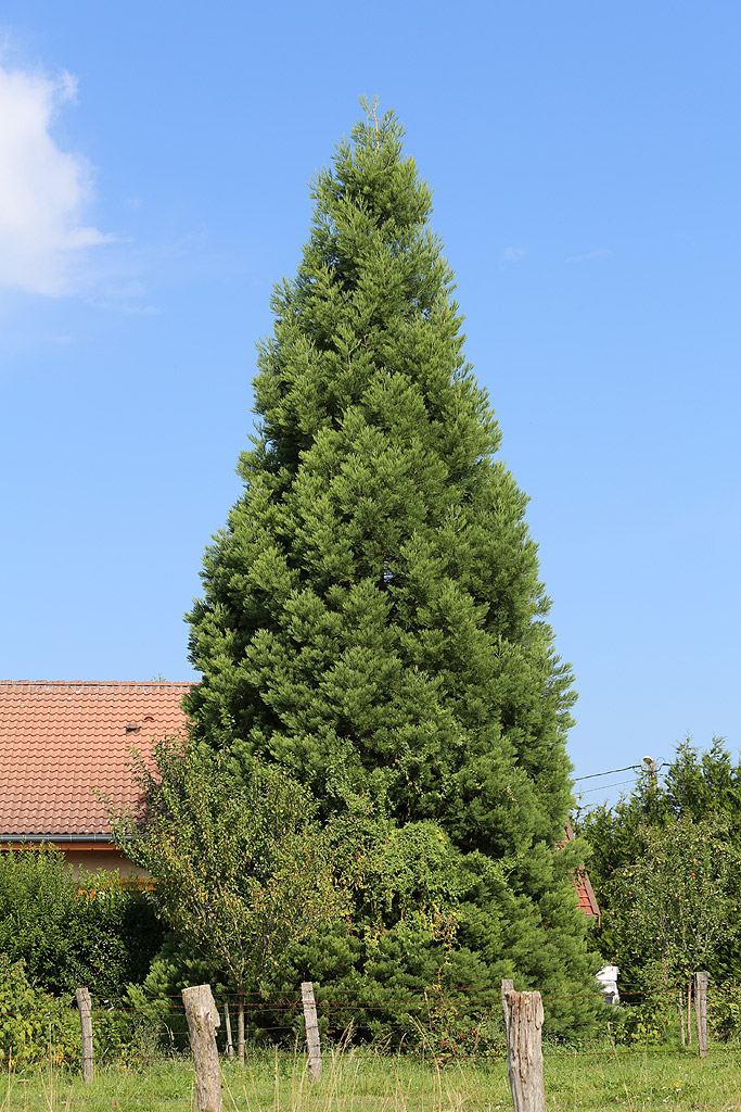 Séquoia géant à Begnécourt