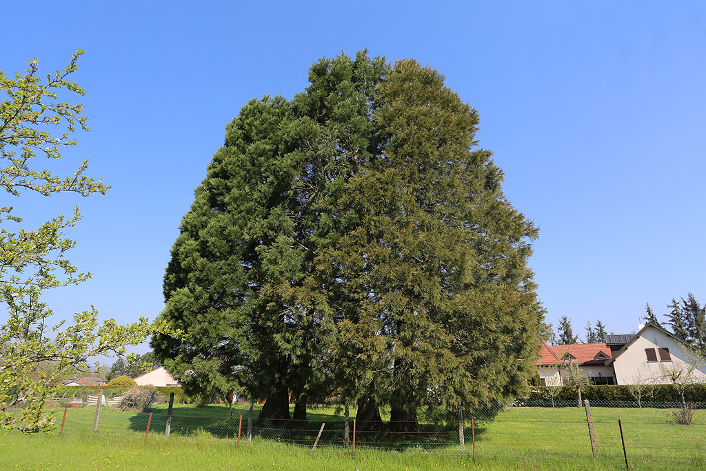 Séquoias géants à Bulgnéville