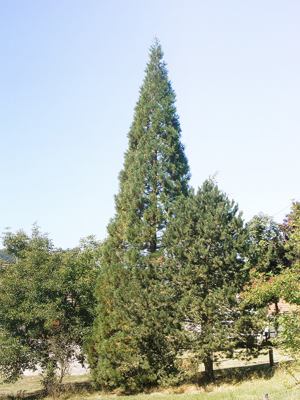 Séquoia géant à Coussey