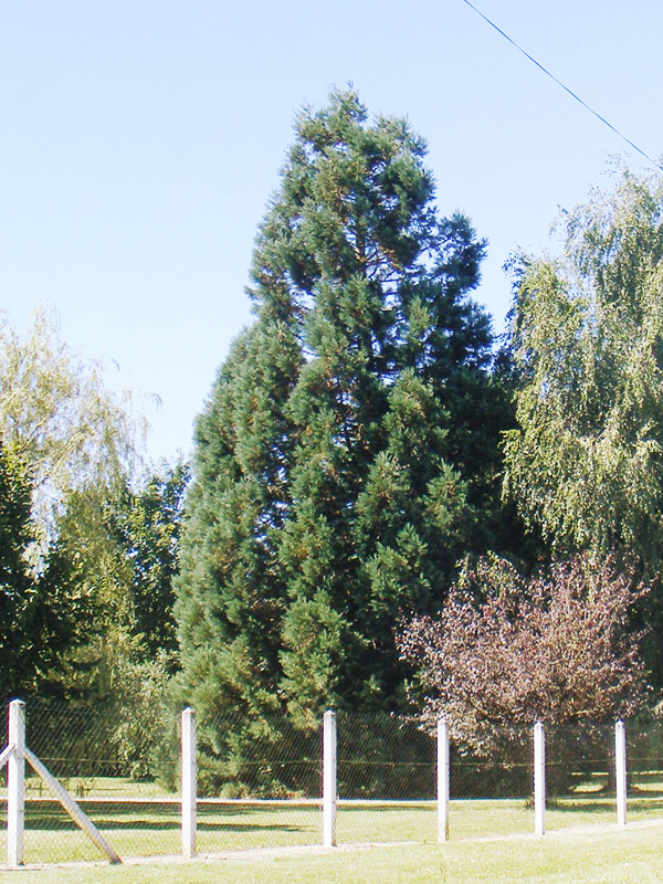 Séquoia géant à Coussey