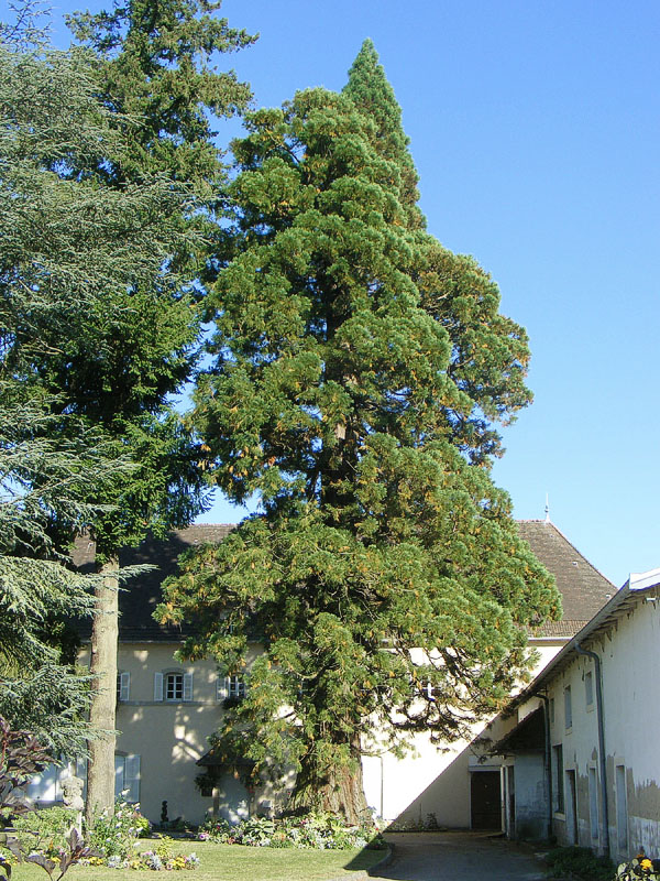 Séquoia géant à Darney
