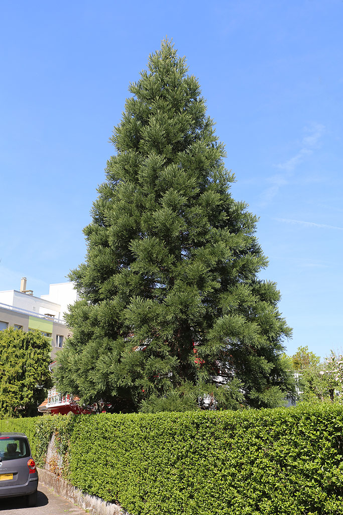 Séquoia géant à Epinal