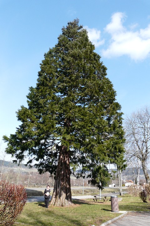 Séquoia géant à Fraize