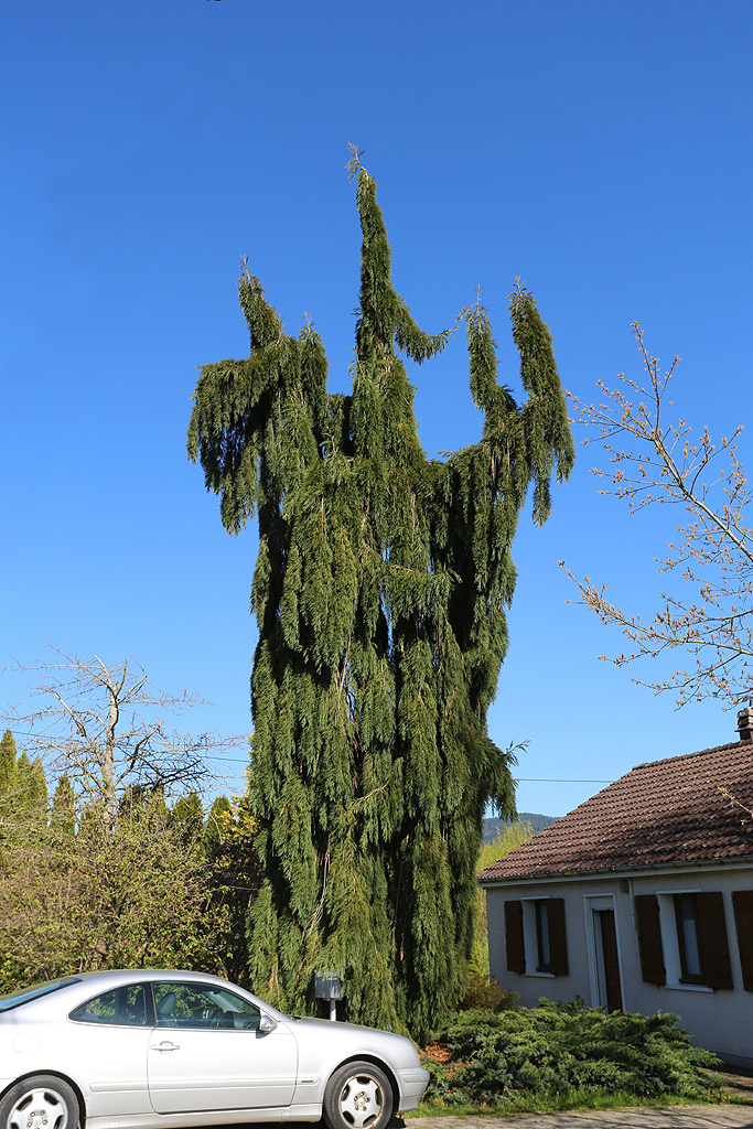 Séquoia pendulum