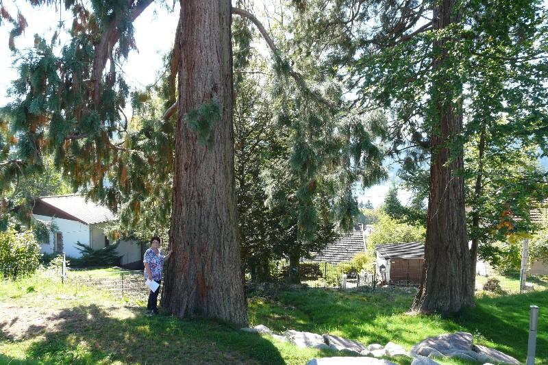 Séquoias géants à Gérardmer au village vacances le herbau