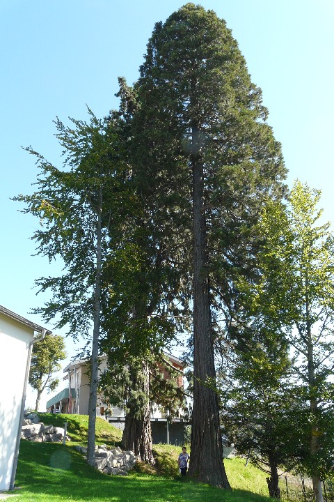 Séquoias géants à Gérardmer