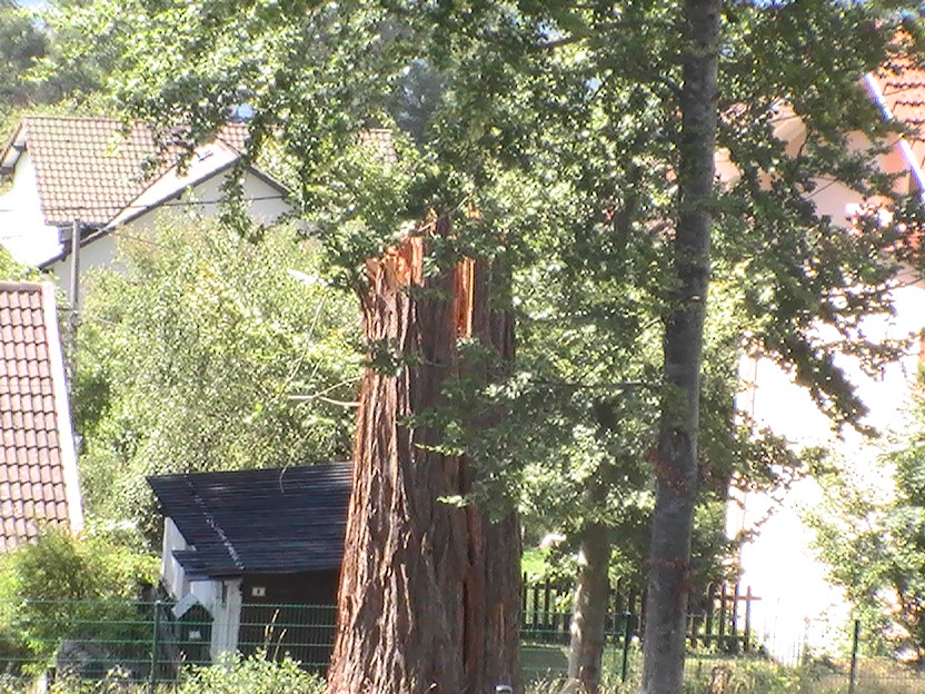 Séquoias géants à Gérardmer