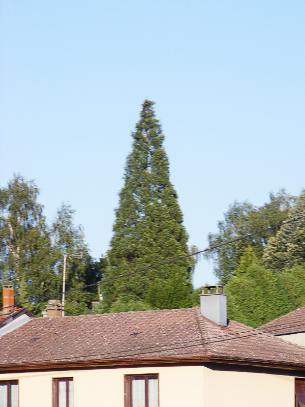 Séquoia géant à Hymont