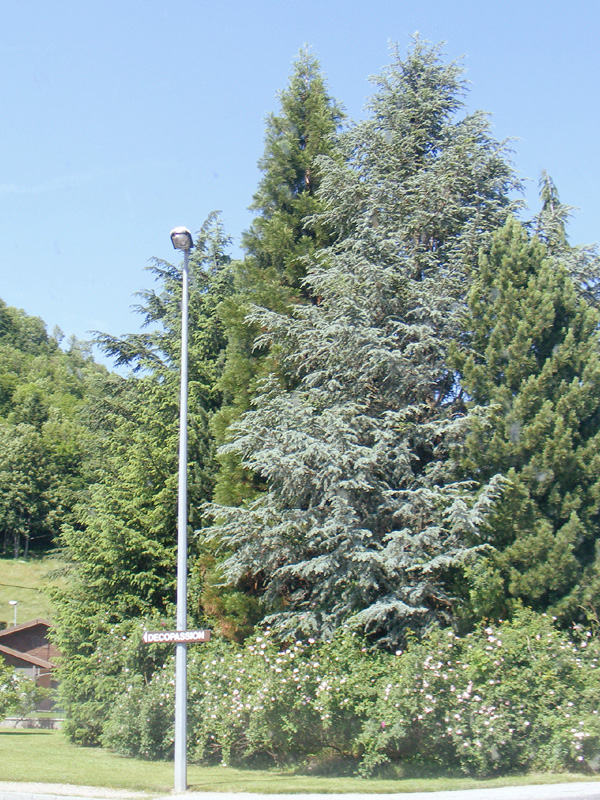 Séquoia géant à La Bresse