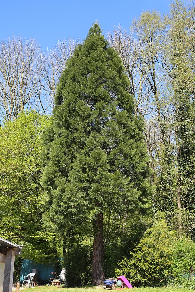 Séquoia géant à Lamarche