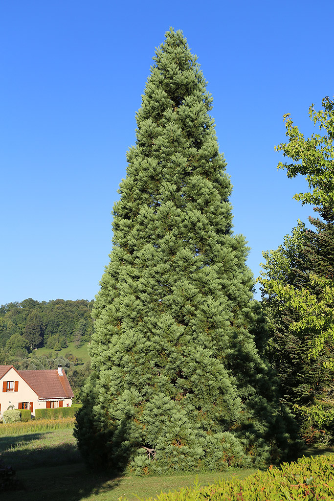 Séquoia géant à Landaville