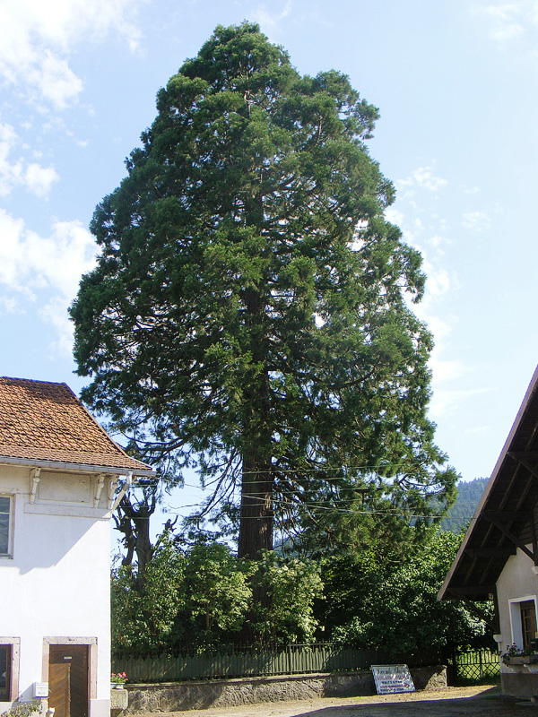 Séquoia géant à Le Syndicat