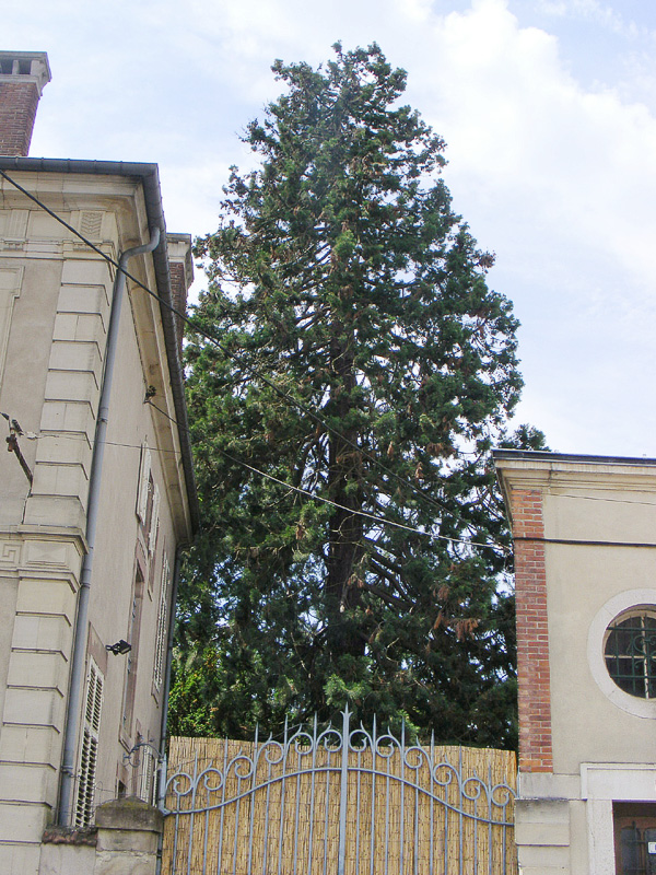Séquoia géant à Lunéville