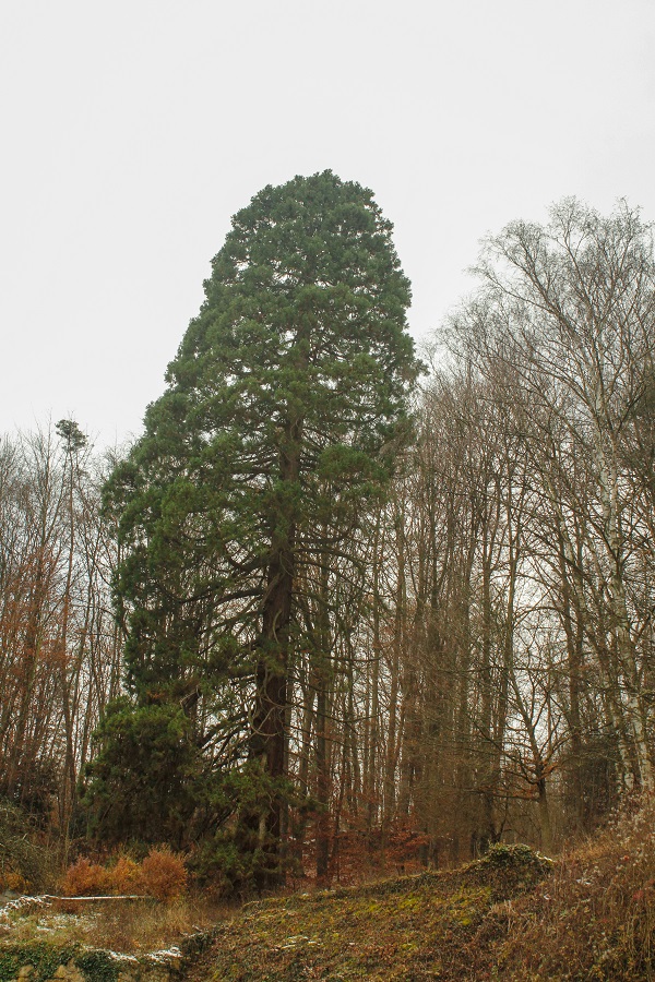 Séquoia géant à Marbache