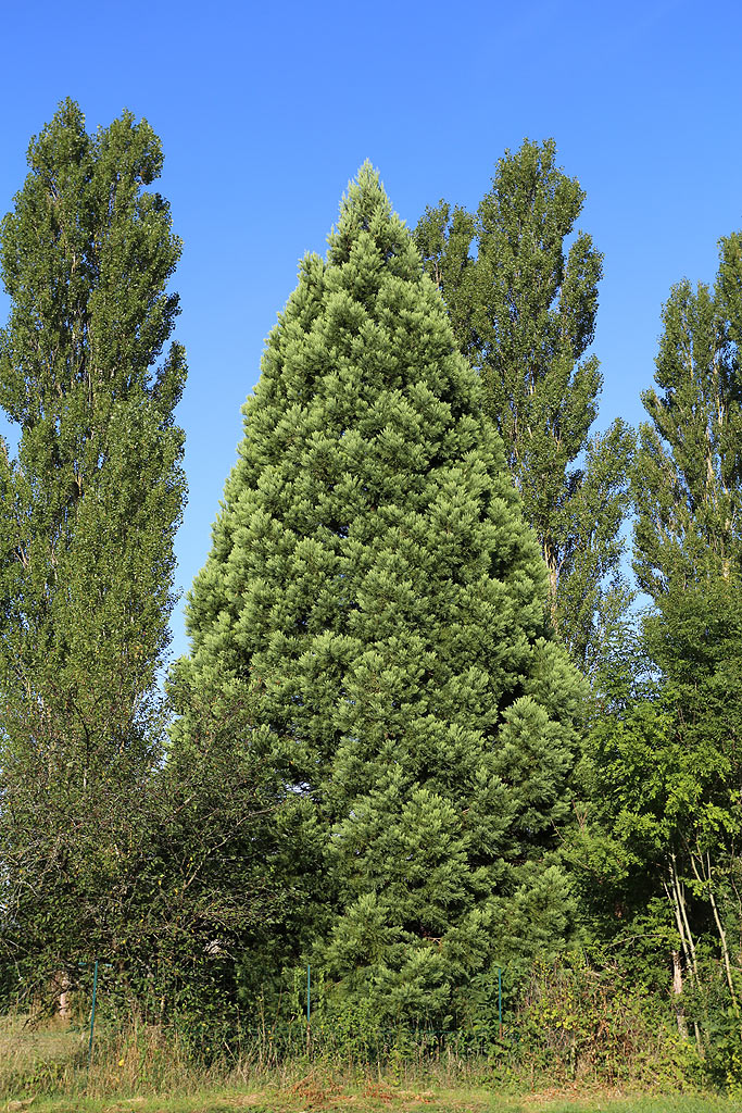 Séquoia géant à Martigny les Bains