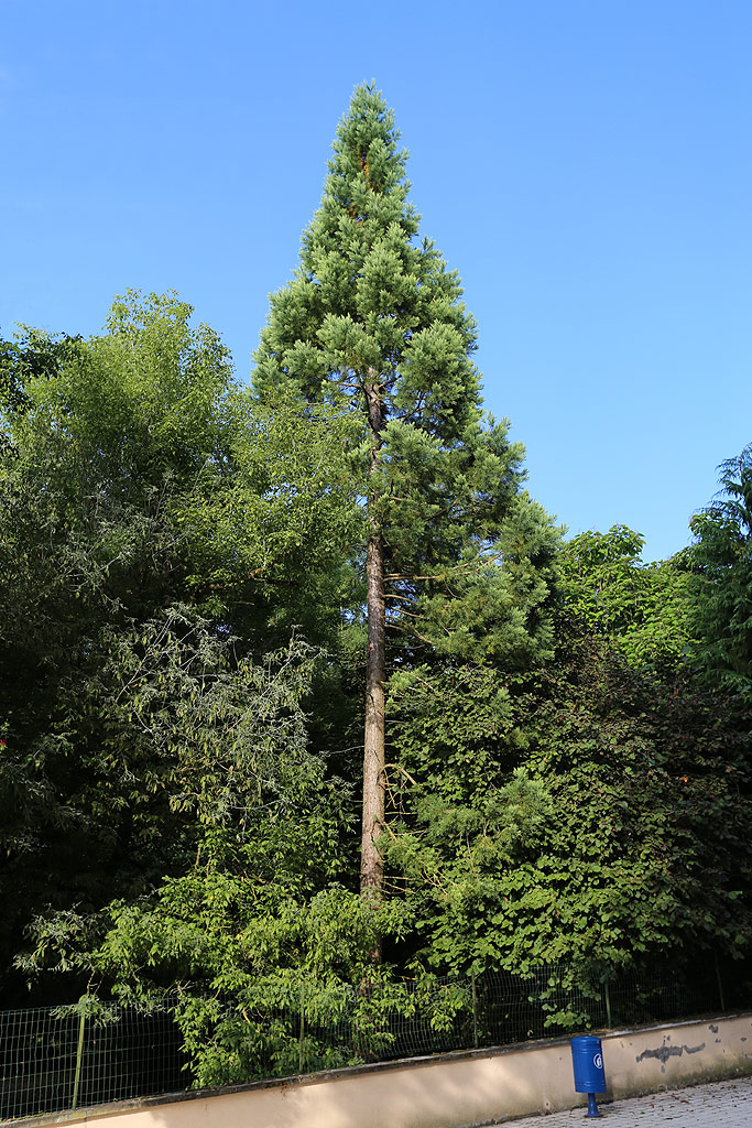 Séquoia géant à Mattaincourt