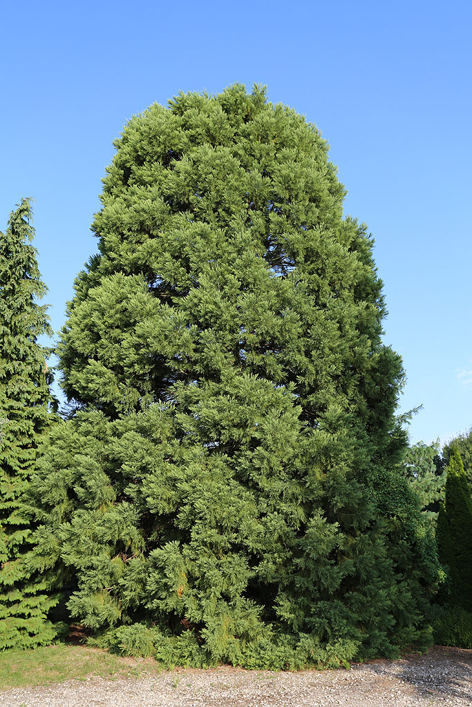 Séquoia géant à Mirecourt
