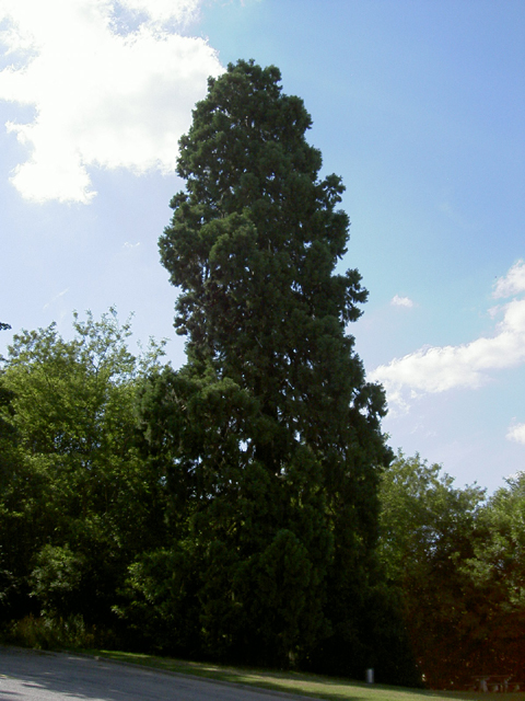 Séquoia géant à Montauville  © Julien Scordia