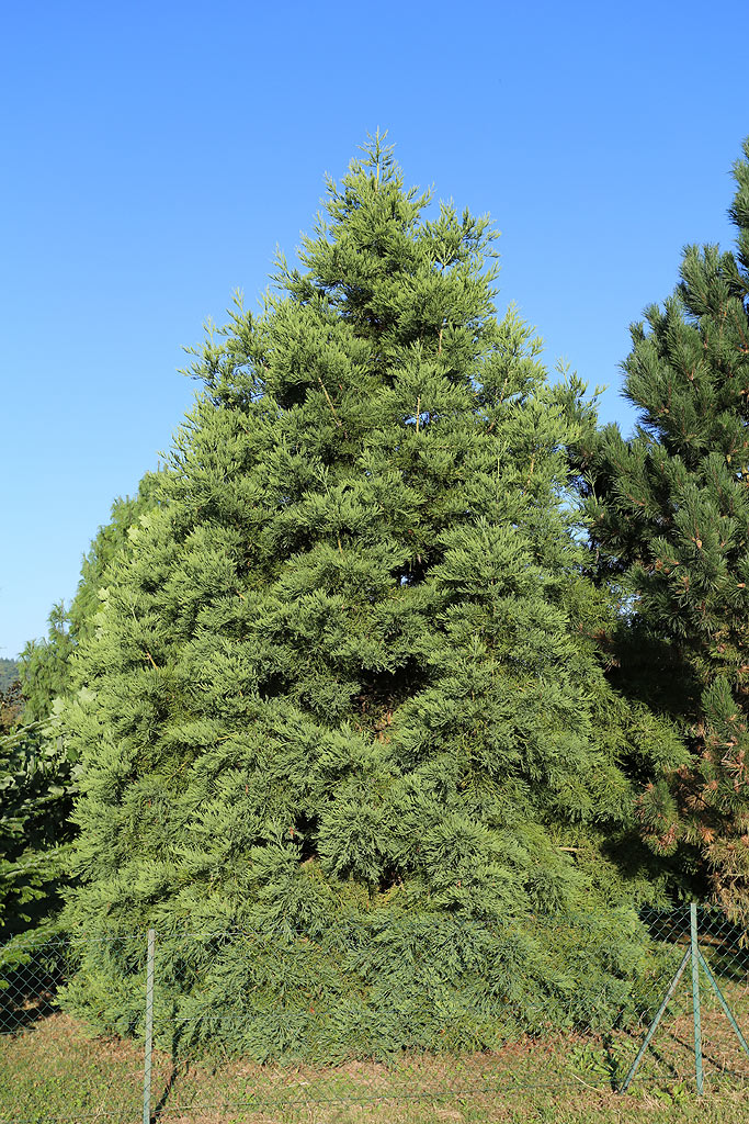 Séquoia géant à Morville