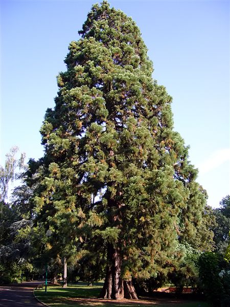 Séquoia géant parc Ste Marie à Nancy