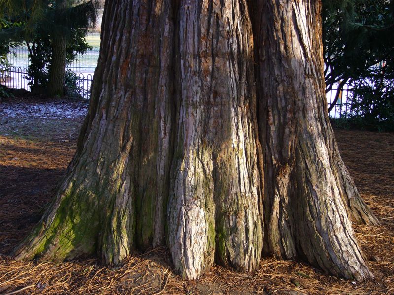 Séquoia géant à Nancy