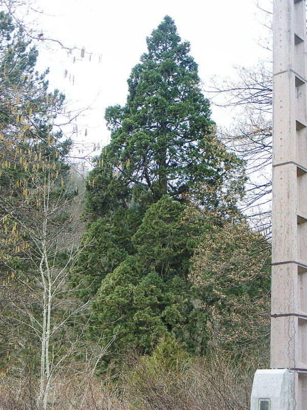 Séquoia géant à Plainfaing