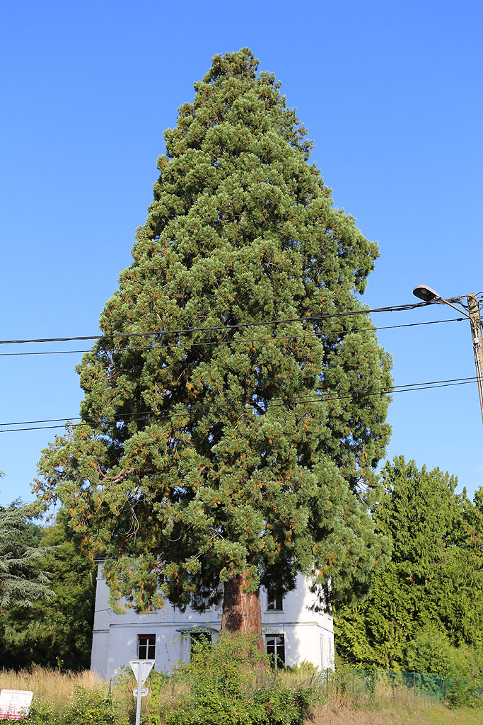 Séquoia géant à Poussay