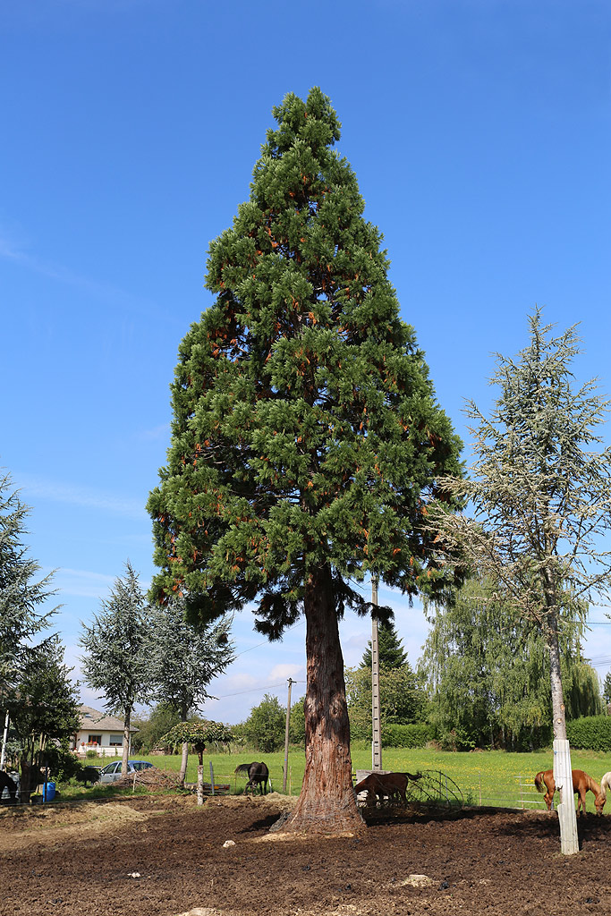 Séquoia géant à Rambervillers