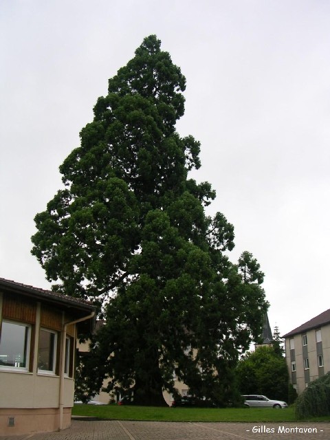 Séquoia géant parc de l'école d'horticulture