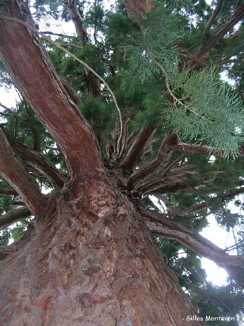 Séquoia géant à Roville aux chênes