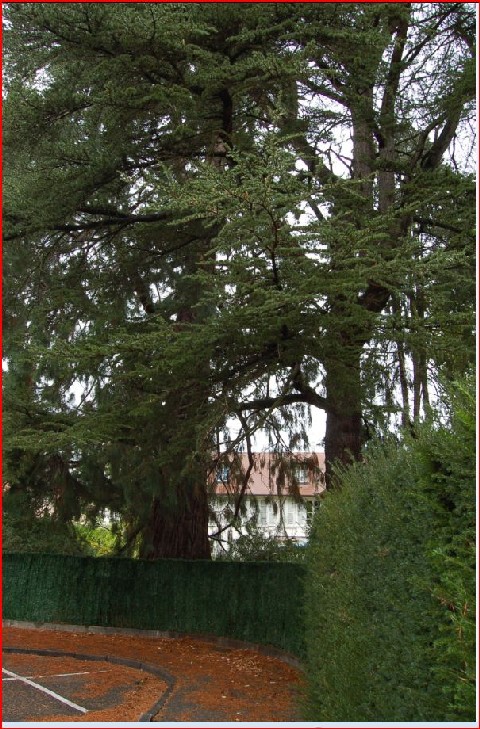 Séquoia géant à St Dié des Vosges