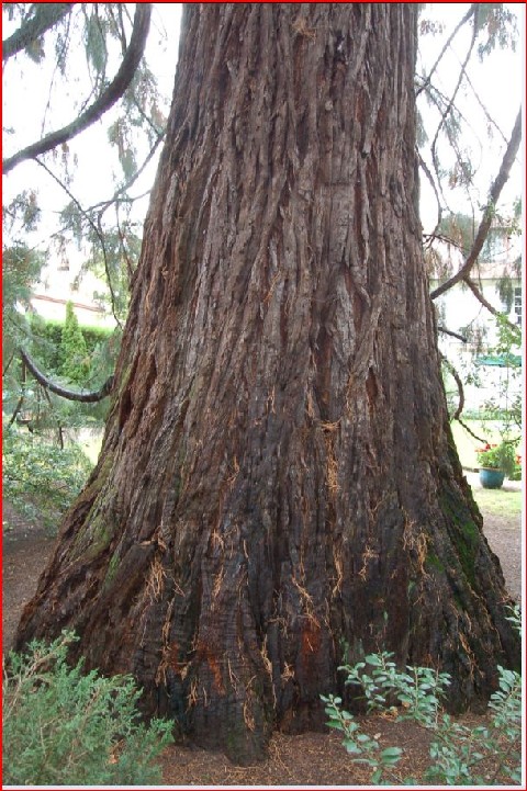 Séquoia géant à St Dié des Vosges rue des jardins