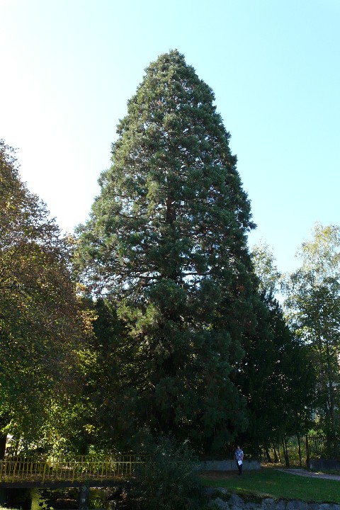 Séquoia géant à Saulxures sur Moselotte