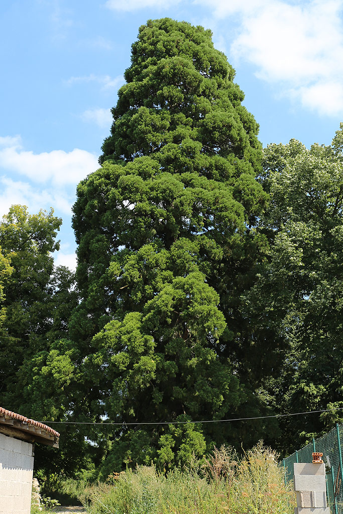 Séquoia géant à Sauville