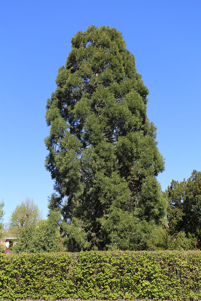 Séquoia géant à St Dié des Vosges