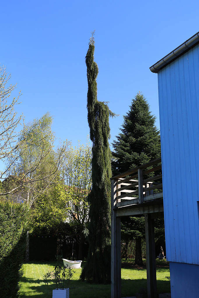 Séquoia pendulum