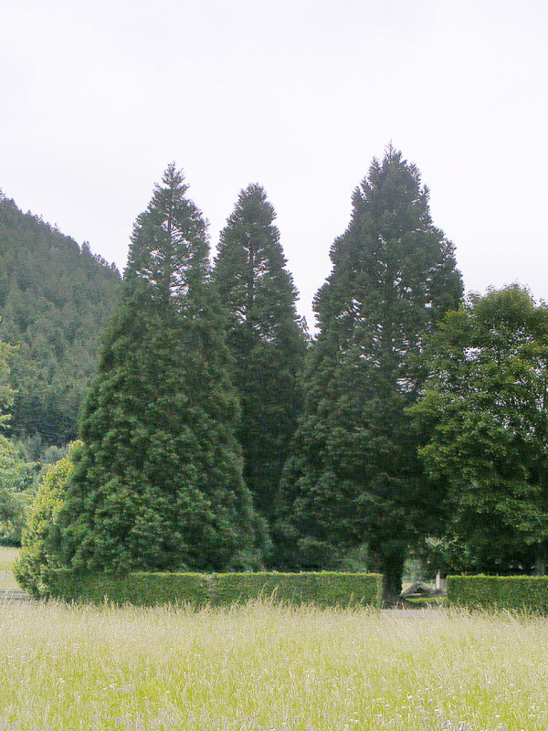 Séquoias géants à Taintrux