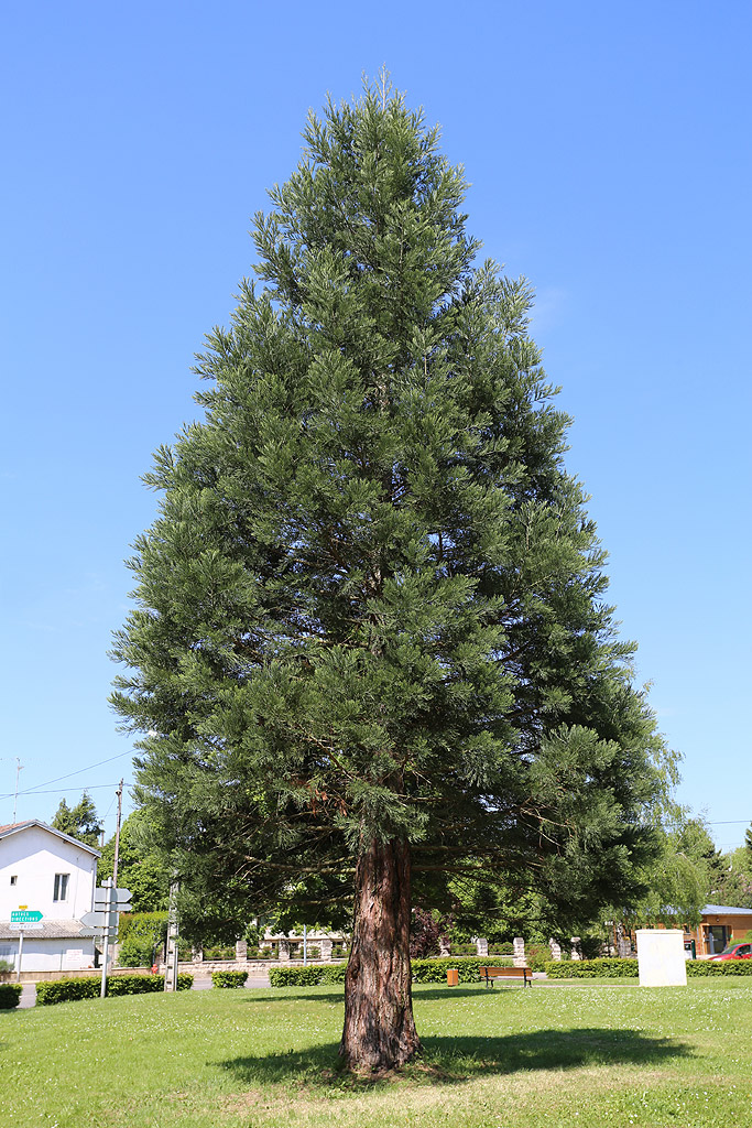 Séquoia géant à Toul