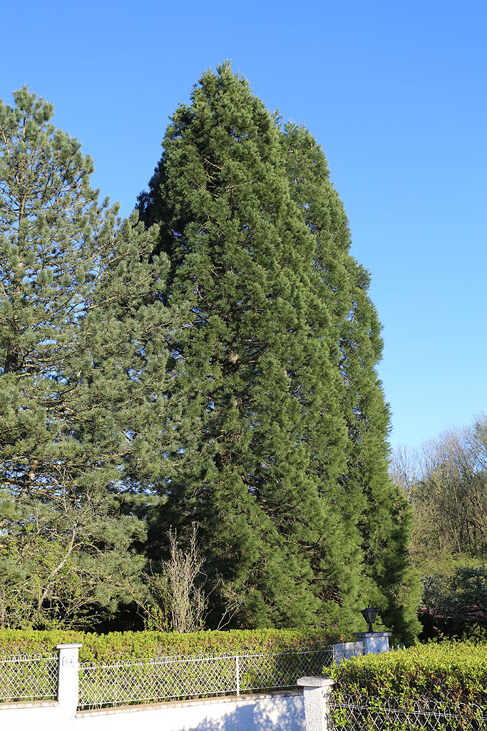 Séquoia géant à Uxegney