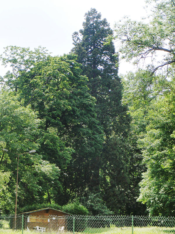 Séquoia géant à Villers lès Nancy