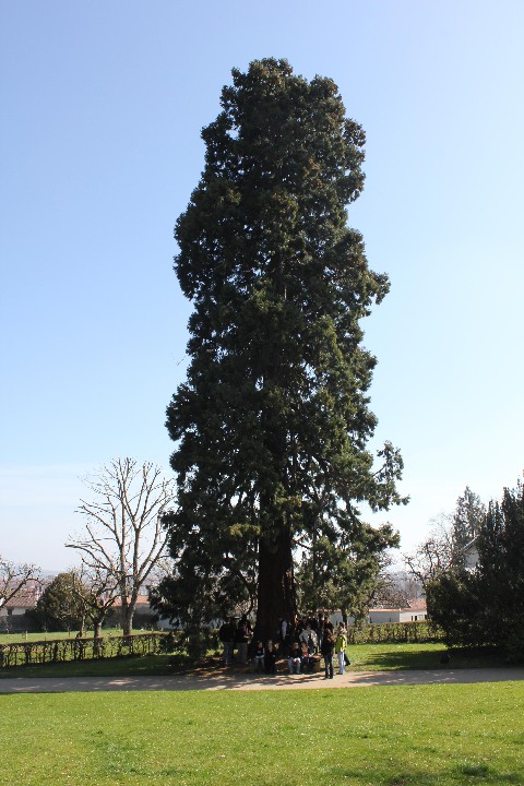 Séquoia géant parc du Château de Mme Graffigny