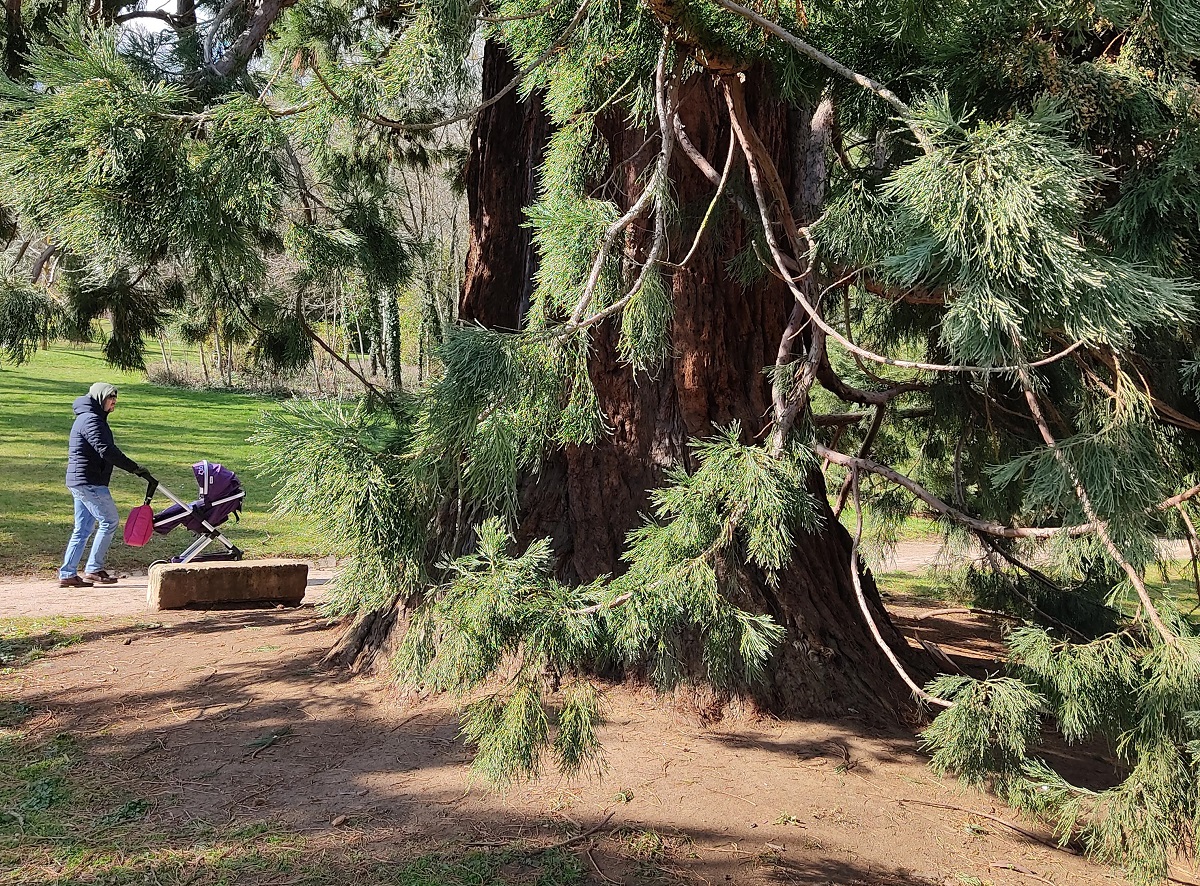 Séquoia géant à Villers les Nancy