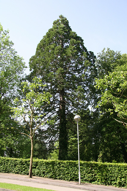 Séquoia géant Vittel