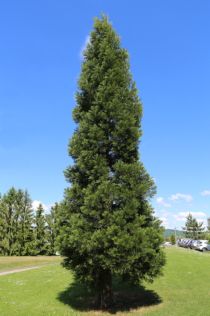 Séquoia géant à Vittel