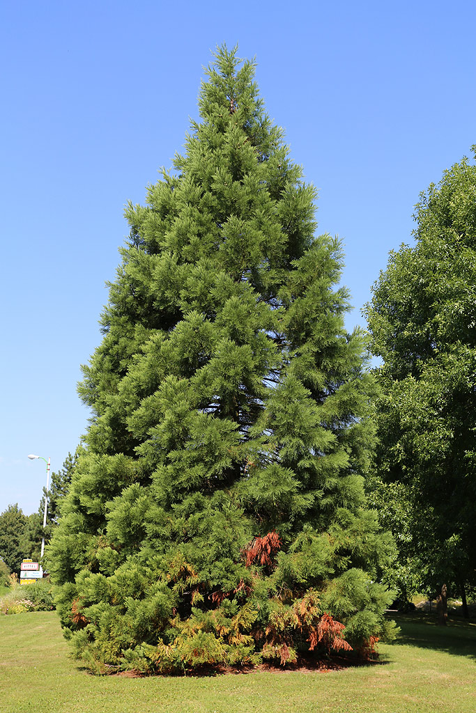 Séquoia géant à Vittel