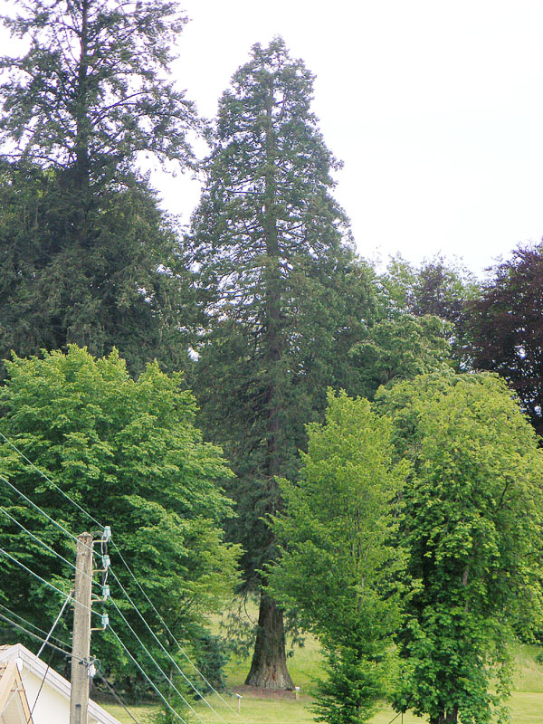 Séquoia géant à Xertigny