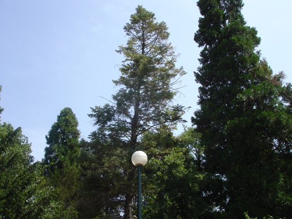 Deux des séquoias du Parc de la Tête d'Or